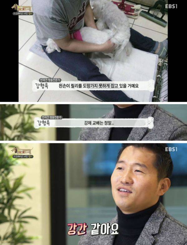 반려견 가정교배를 강제로 시키는 경우&hellip;의 내용을 보여주는 이미지