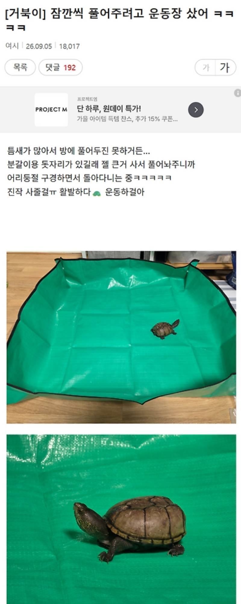 거북이 잠깐씩 풀어주려고 운동장 샀어의 내용을 보여주는 이미지