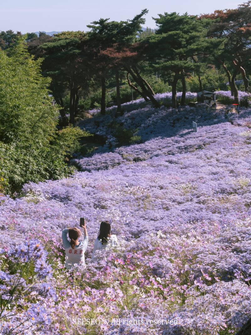 🔮 봉천사의 내용을 보여주는 이미지 관련 이미지 2
