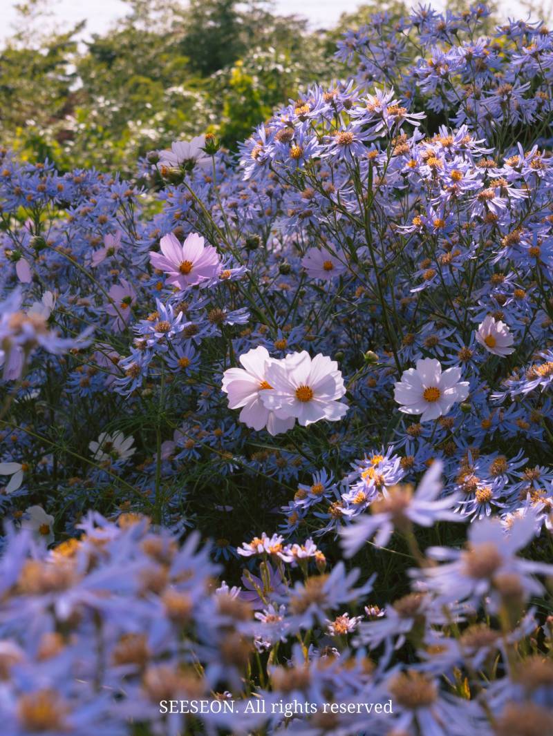 🔮 봉천사의 내용을 보여주는 이미지 관련 이미지 3
