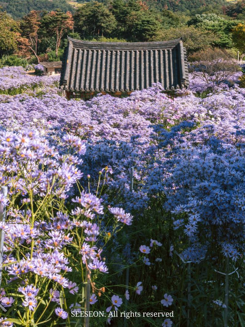 🔮 봉천사의 내용을 보여주는 이미지 관련 이미지 4