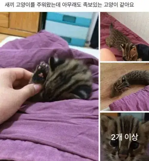 새끼 고양이 주웠는데 족보 있는 고양이 같아요의 내용을 보여주는 이미지