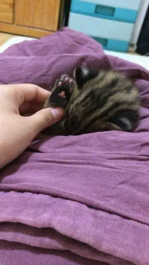 새끼 고양이 주웠는데 족보 있는 고양이 같아요의 내용을 보여주는 이미지 관련 이미지 2