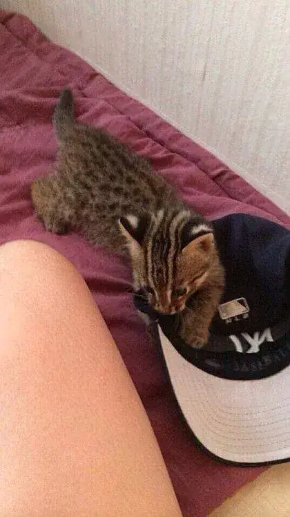 새끼 고양이 주웠는데 족보 있는 고양이 같아요의 내용을 보여주는 이미지 관련 이미지 3