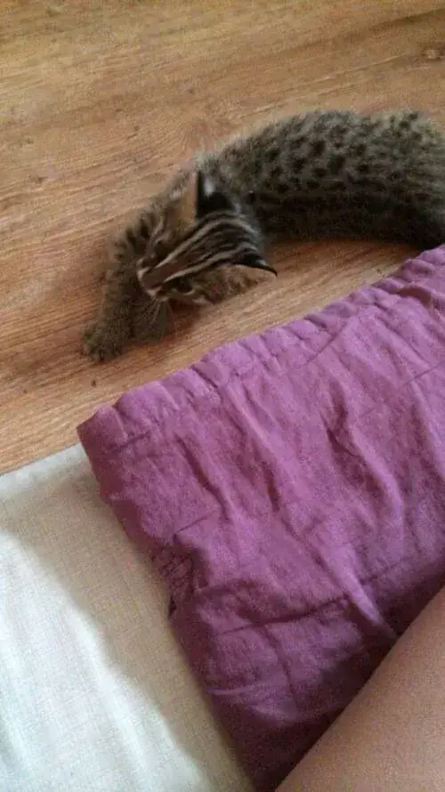 새끼 고양이 주웠는데 족보 있는 고양이 같아요의 내용을 보여주는 이미지 관련 이미지 4