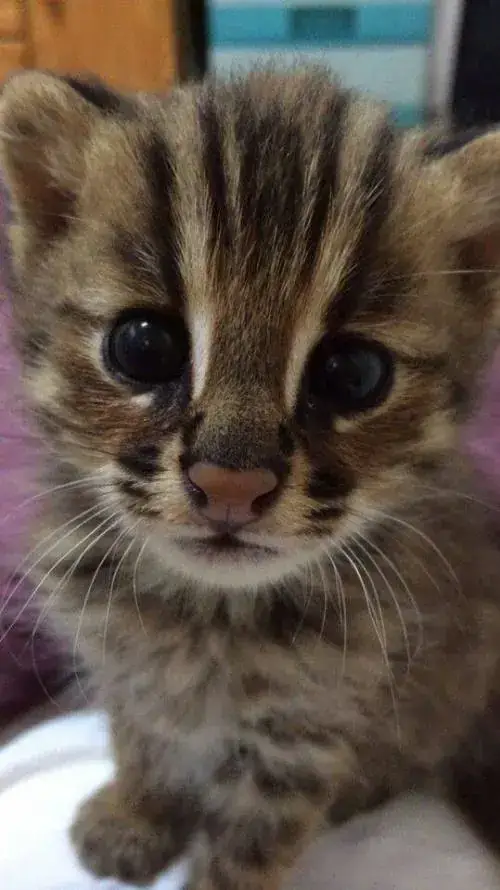 새끼 고양이 주웠는데 족보 있는 고양이 같아요의 내용을 보여주는 이미지 관련 이미지 5