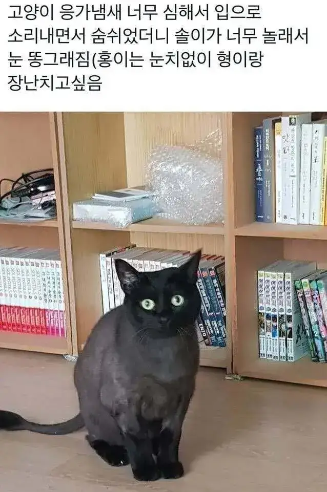 고양이 앞에서 하악질을 하면의 내용을 보여주는 이미지