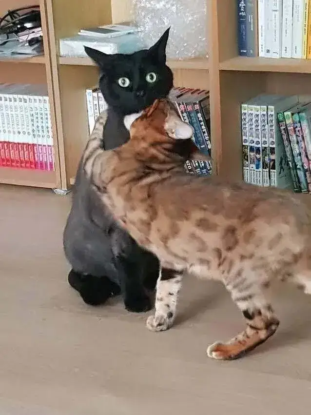 고양이 앞에서 하악질을 하면의 내용을 보여주는 이미지 관련 이미지 2
