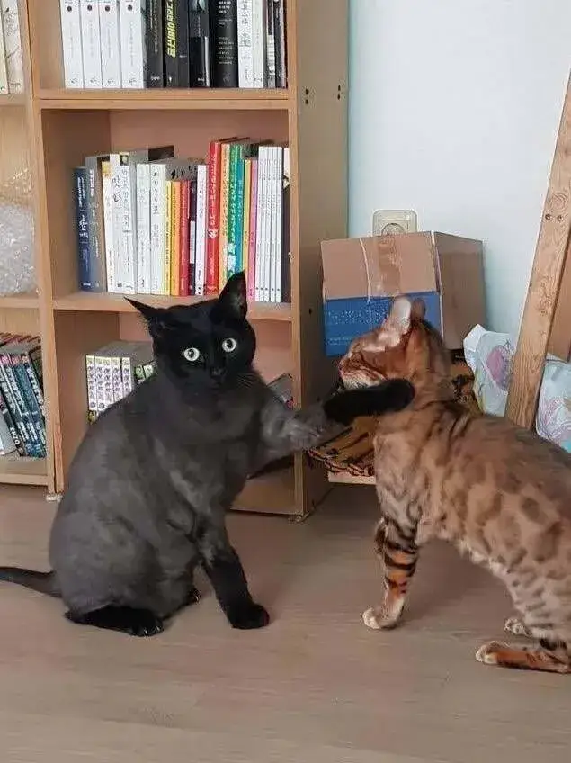 고양이 앞에서 하악질을 하면의 내용을 보여주는 이미지 관련 이미지 3
