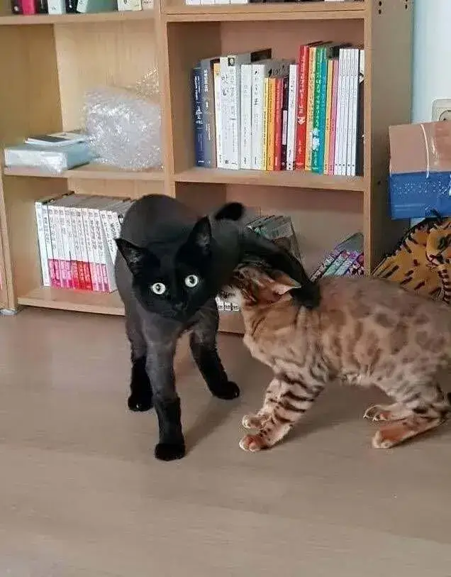 고양이 앞에서 하악질을 하면의 내용을 보여주는 이미지 관련 이미지 4
