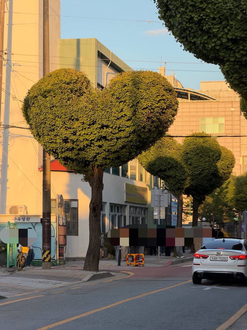 청주 하트나무길 실제 모습 사진의 내용을 보여주는 이미지