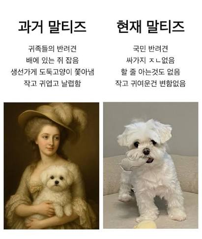 과거 말티즈/현재 말티즈의 내용을 보여주는 이미지