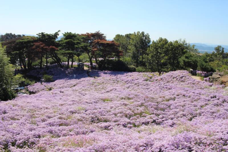 봉천사 개미취의 계절의 내용을 보여주는 이미지 관련 이미지 2