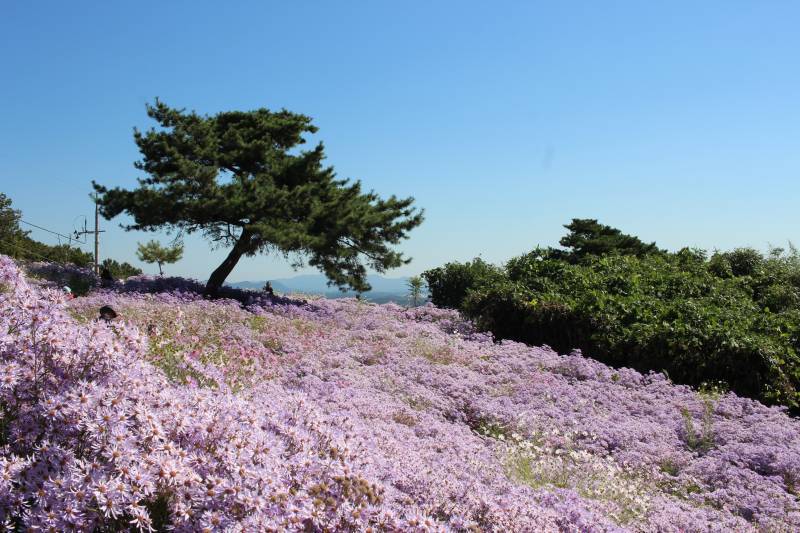 봉천사 개미취의 계절의 내용을 보여주는 이미지 관련 이미지 3