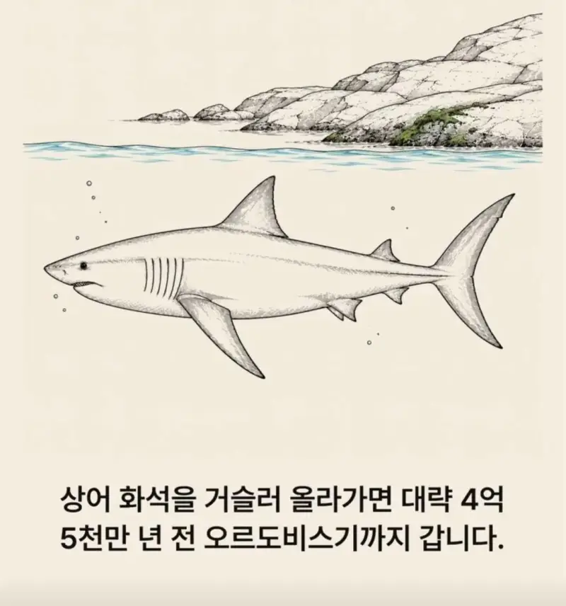 부캉이는 사실 지구 동물계 족보 끝판왕의 내용을 보여주는 이미지 관련 이미지 7