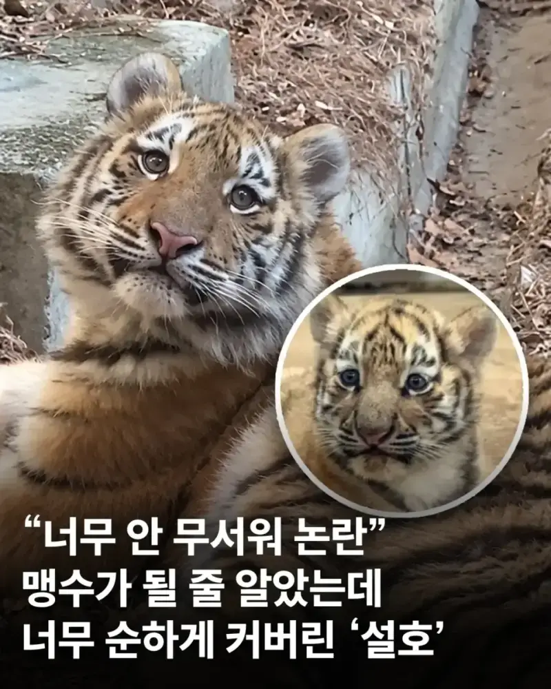 어릴 때부터 순둥한 얼굴이었던 호랑이 설호의 내용을 보여주는 이미지