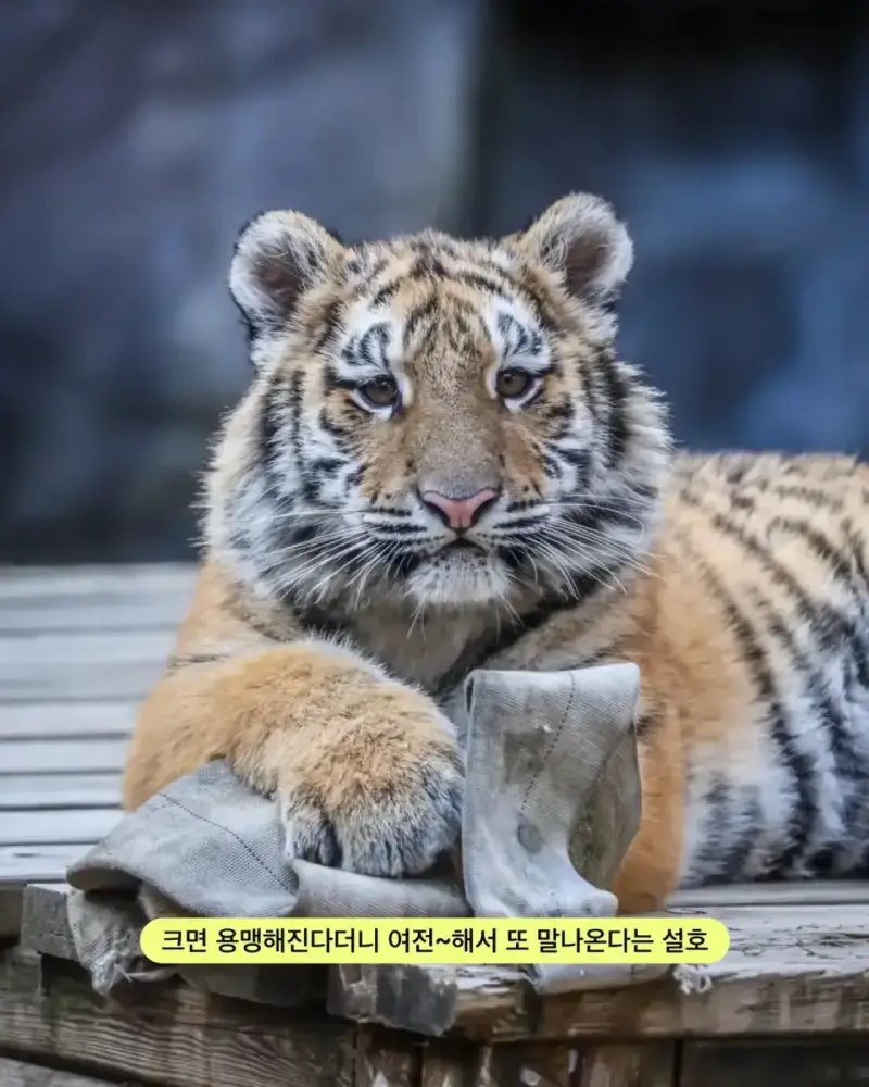어릴 때부터 순둥한 얼굴이었던 호랑이 설호의 내용을 보여주는 이미지 관련 이미지 2