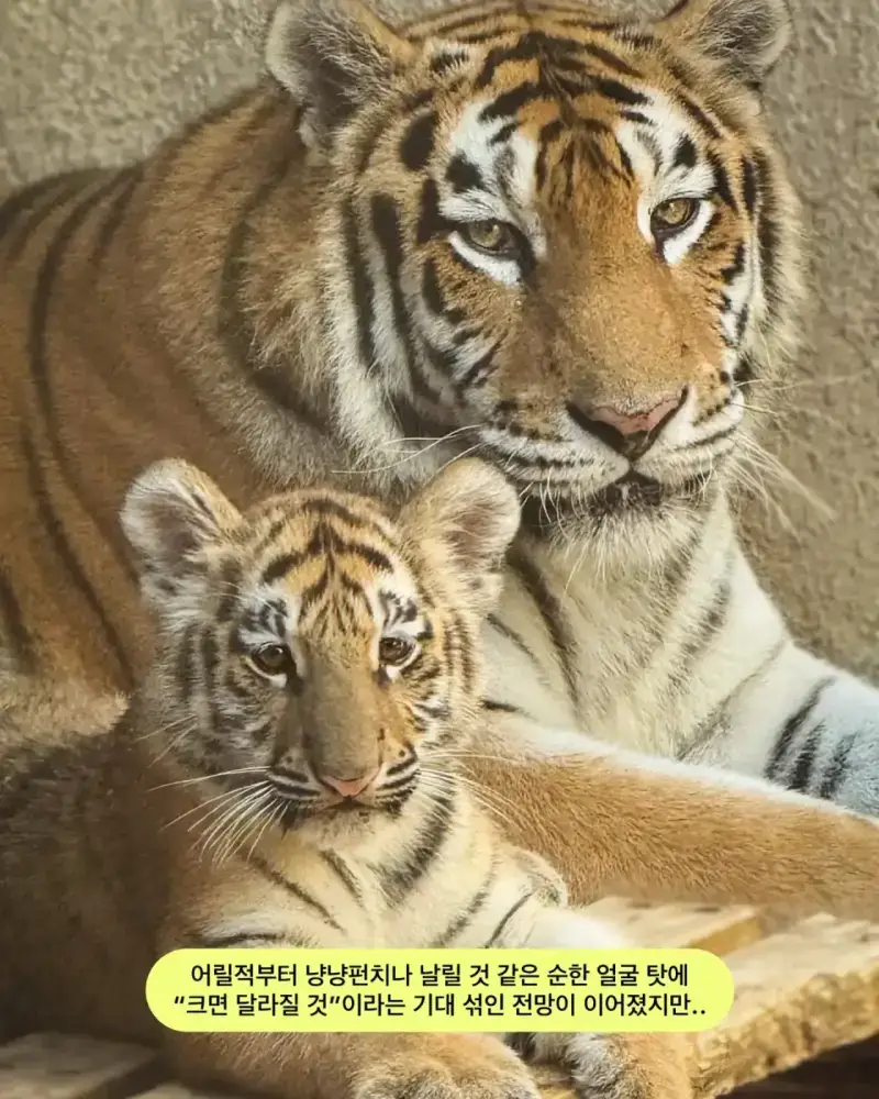 어릴 때부터 순둥한 얼굴이었던 호랑이 설호의 내용을 보여주는 이미지 관련 이미지 4