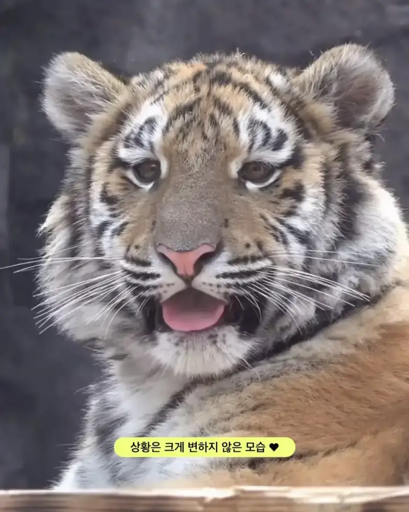 어릴 때부터 순둥한 얼굴이었던 호랑이 설호의 내용을 보여주는 이미지 관련 이미지 5