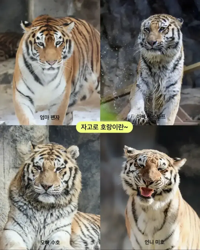 어릴 때부터 순둥한 얼굴이었던 호랑이 설호의 내용을 보여주는 이미지 관련 이미지 6