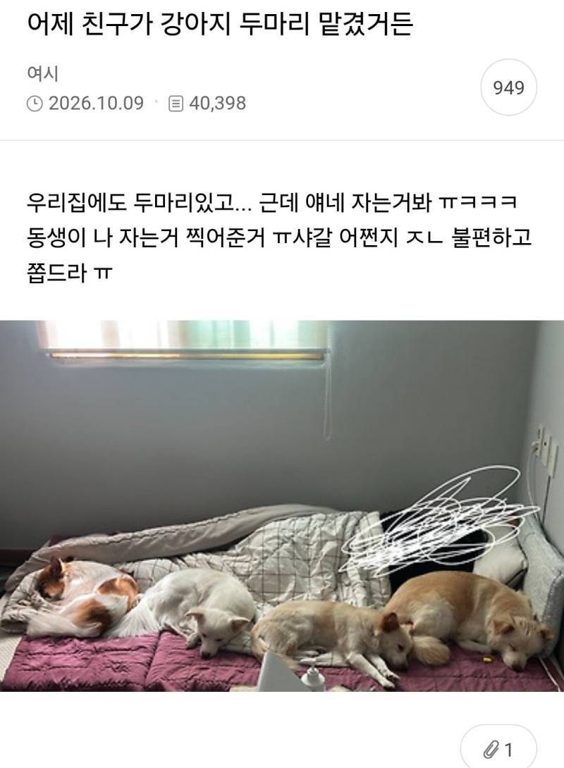 어제 친구가 강아지 두마리 맡겼거든의 내용을 보여주는 이미지