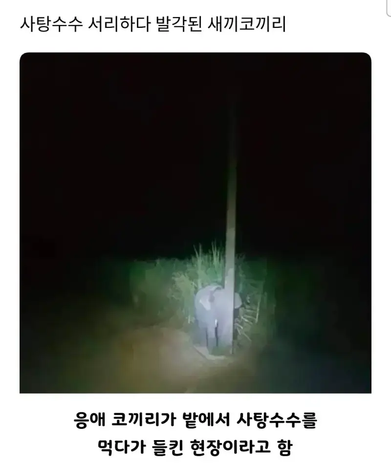 사탕수수 서리하다 발각된 새끼코끼리의 내용을 보여주는 이미지