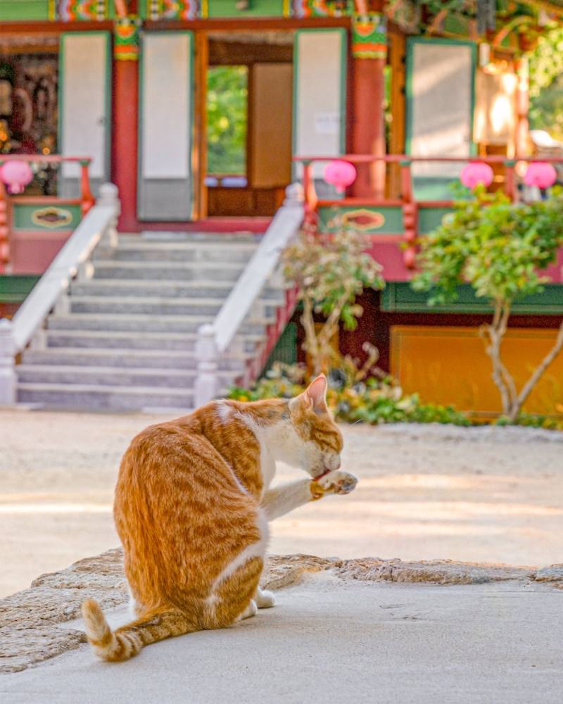 템플스테이도 하고 고양이도 볼 수 있는 곳의 내용을 보여주는 이미지