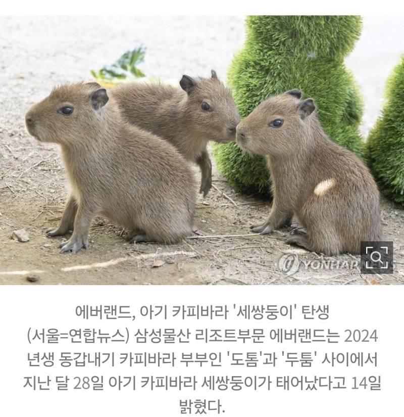에버랜드에서 태어난 카피바라 세쌍둥이 부모이름은의 내용을 보여주는 이미지