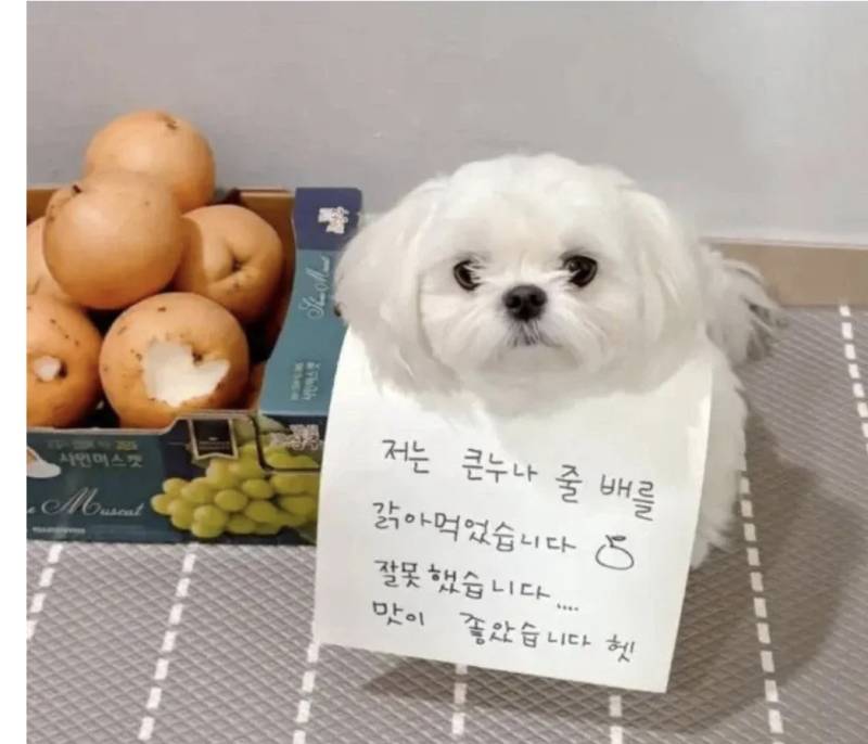 내 억울함은 누가 풀어줄건가요의 내용을 보여주는 이미지