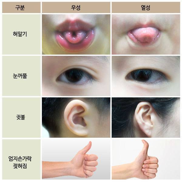 상염색체에 의해 유전되는 형질들의 내용을 보여주는 이미지