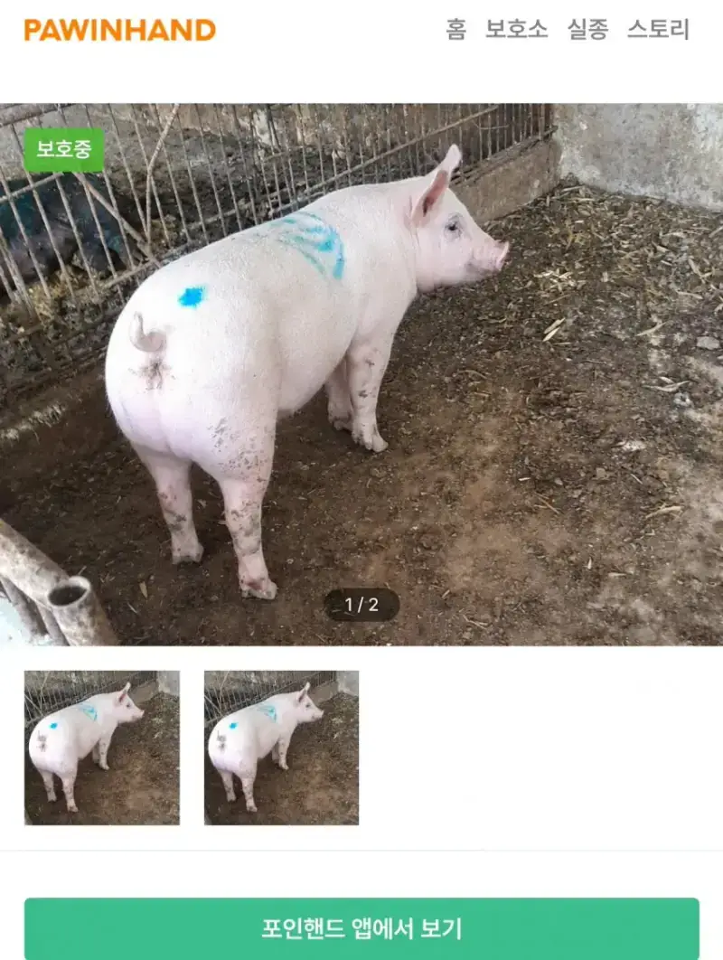 의외로 입양률이 높다는 포인핸드 동물의 내용을 보여주는 이미지