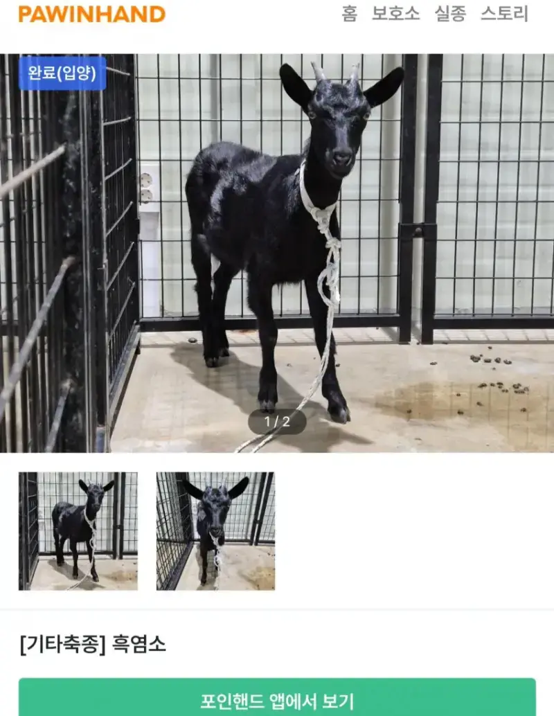 의외로 입양률이 높다는 포인핸드 동물의 내용을 보여주는 이미지 관련 이미지 3