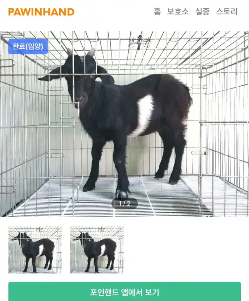 의외로 입양률이 높다는 포인핸드 동물의 내용을 보여주는 이미지 관련 이미지 4