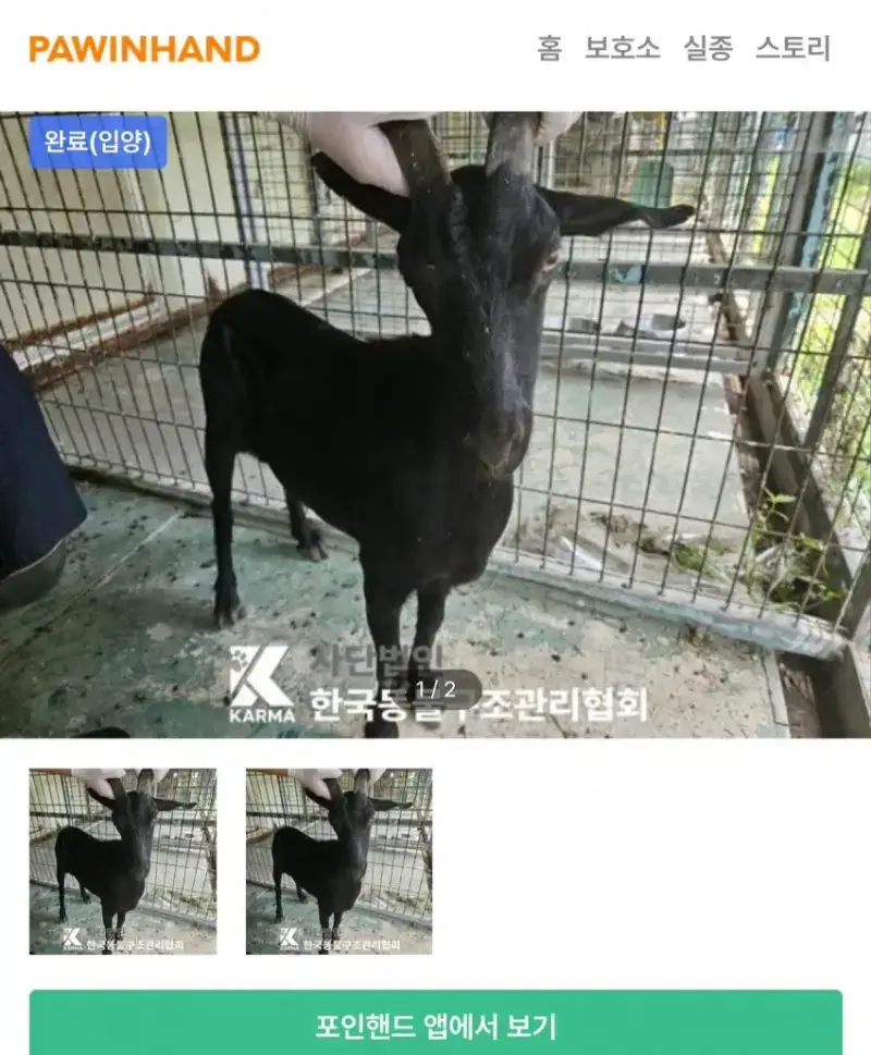 의외로 입양률이 높다는 포인핸드 동물의 내용을 보여주는 이미지 관련 이미지 6