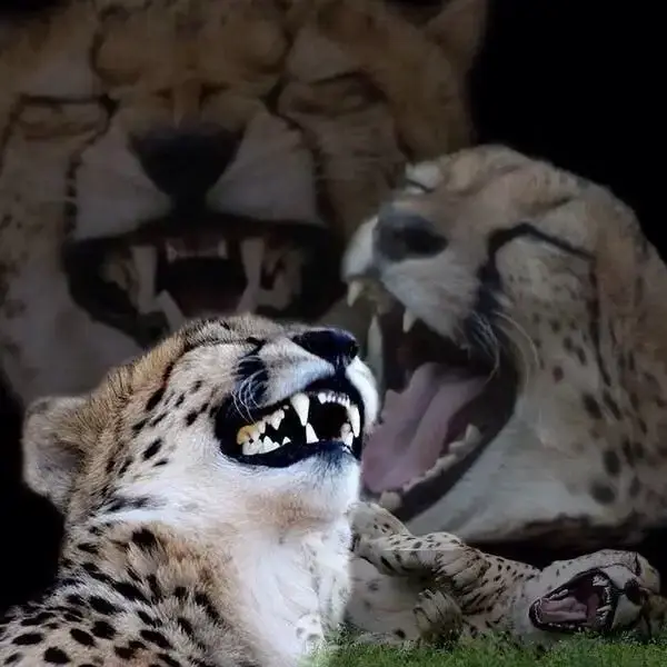 2i9jjJEgQcA4GeSOy8w8Ys.webp