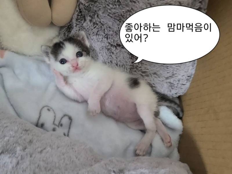 아기고영이와 맘마먹음이 차이의 내용을 보여주는 이미지 관련 이미지 11