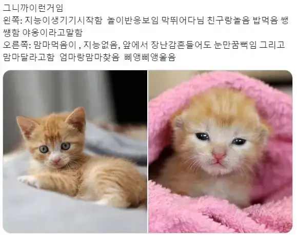 아기고영이와 맘마먹음이 차이의 내용을 보여주는 이미지 관련 이미지 2