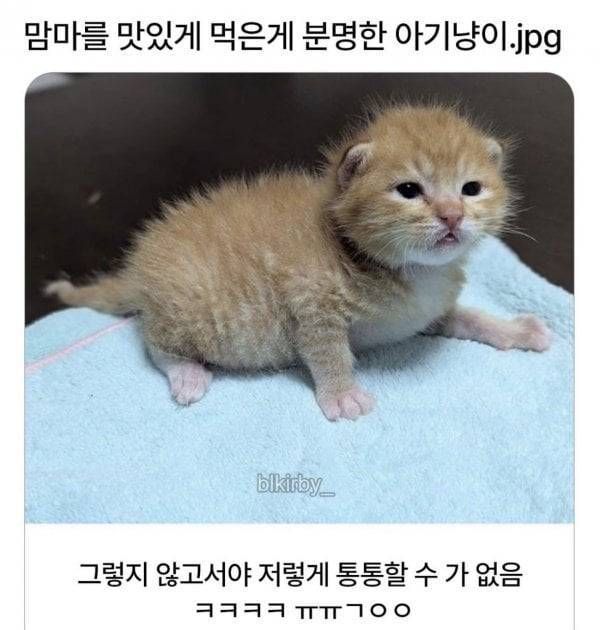 아기고영이와 맘마먹음이 차이의 내용을 보여주는 이미지 관련 이미지 4