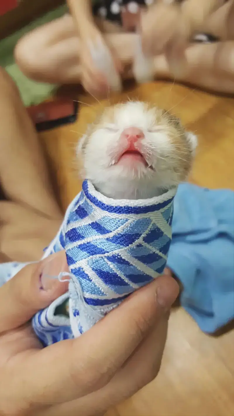 아기고영이와 맘마먹음이 차이의 내용을 보여주는 이미지 관련 이미지 6