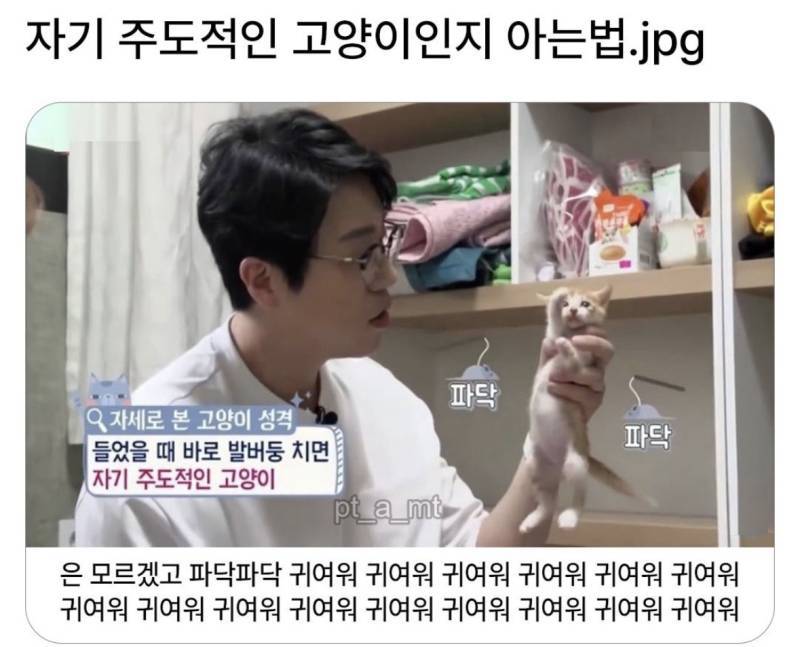 자기주도적인 고양이인지 알아보는 방법의 내용을 보여주는 이미지