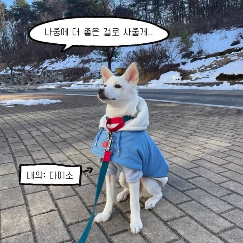 개를 키우기 전에 했던 생각의 내용을 보여주는 이미지 관련 이미지 12