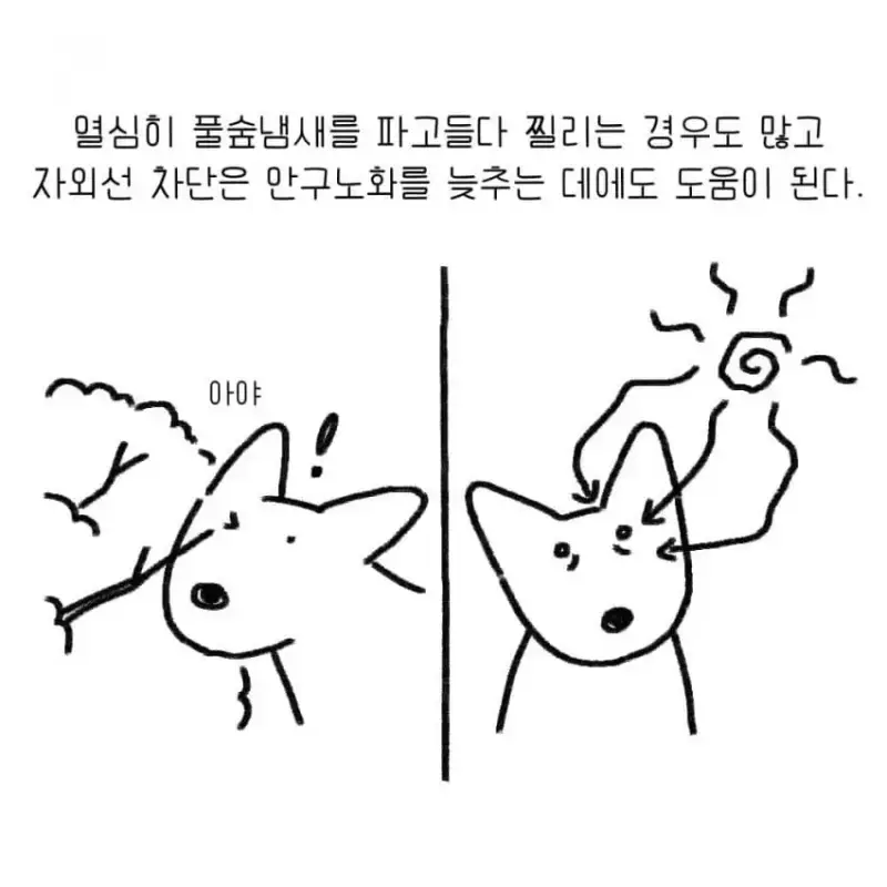 개를 키우기 전에 했던 생각의 내용을 보여주는 이미지 관련 이미지 8