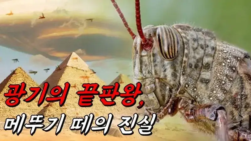 무슬림은 메뚜기와 같다의 내용을 보여주는 이미지 관련 이미지 2