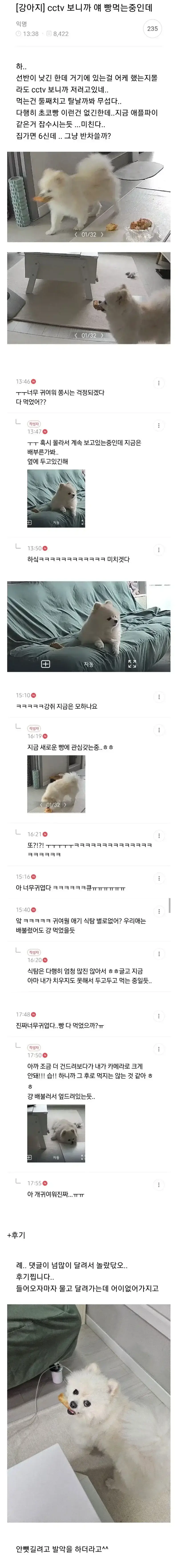 몰래 빵 훔쳐먹는 강쥐의 내용을 보여주는 이미지