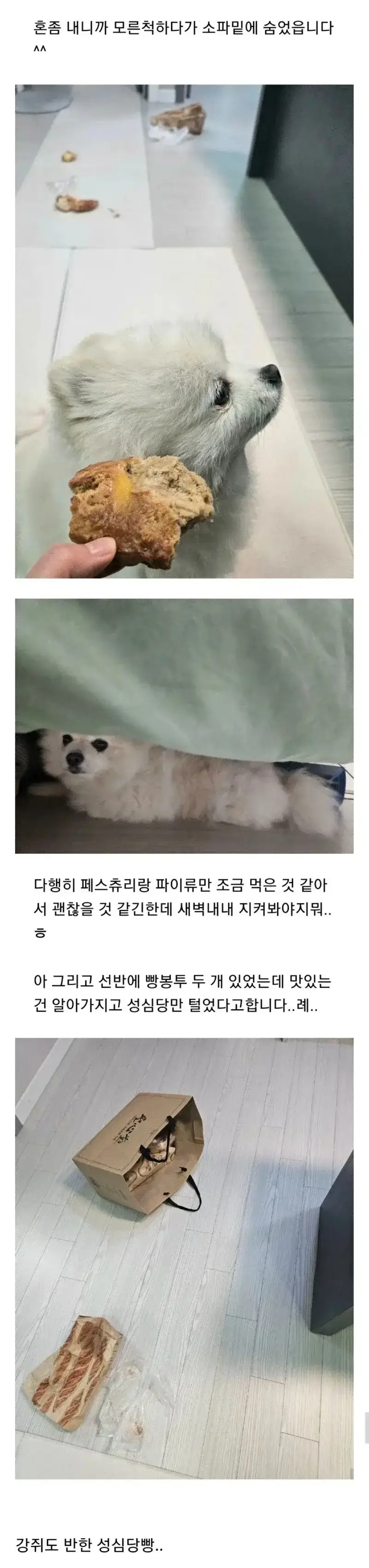 몰래 빵 훔쳐먹는 강쥐의 내용을 보여주는 이미지 관련 이미지 2