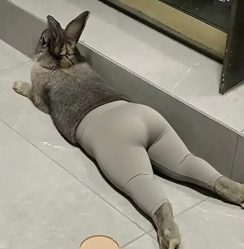 레깅스의 사기성 ㅗㅜㅑ의 내용을 보여주는 이미지 관련 이미지 3