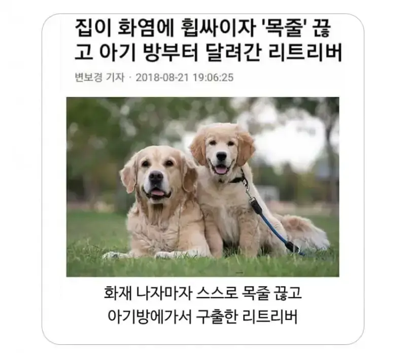 집 화재 났을때 반려동물 반응의 내용을 보여주는 이미지