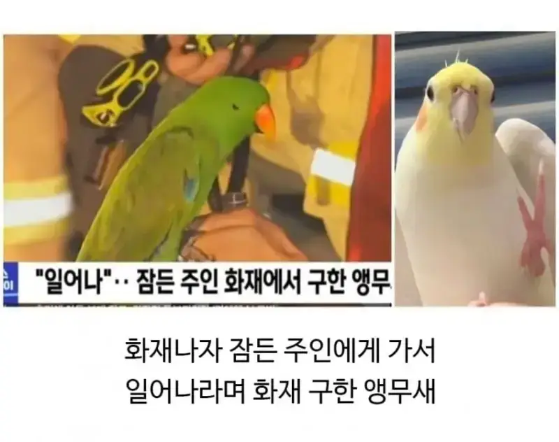 집 화재 났을때 반려동물 반응의 내용을 보여주는 이미지 관련 이미지 2