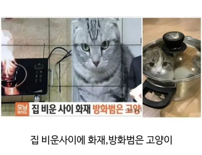 집 화재 났을때 반려동물 반응의 내용을 보여주는 이미지 관련 이미지 3
