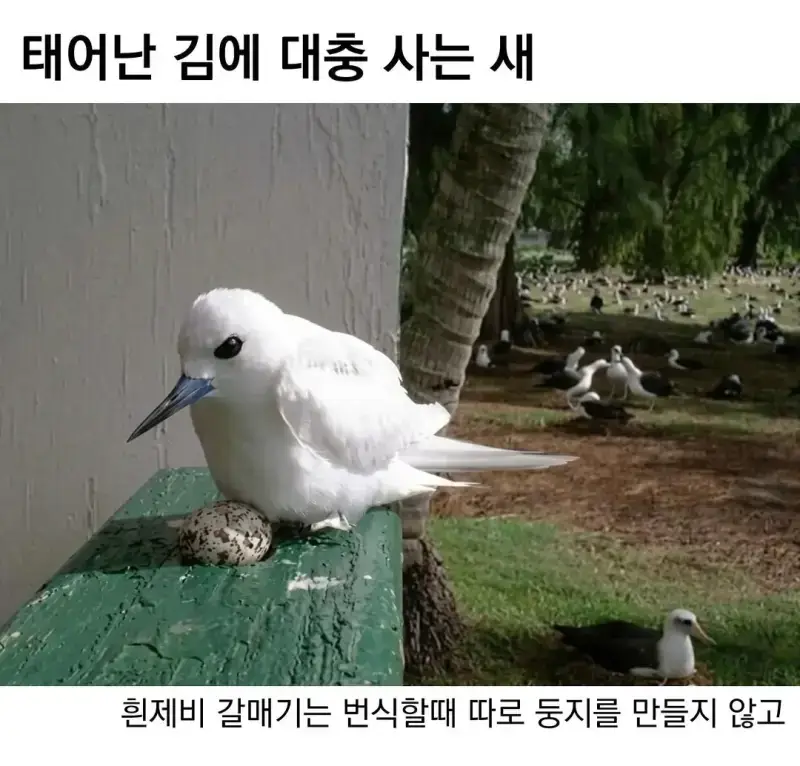 태어난 김에 대충 사는 새의 내용을 보여주는 이미지